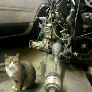 My mechanic has a kitty, Tess, who helps him around apparently.